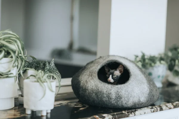 Skyline Cat Cave - Image 5