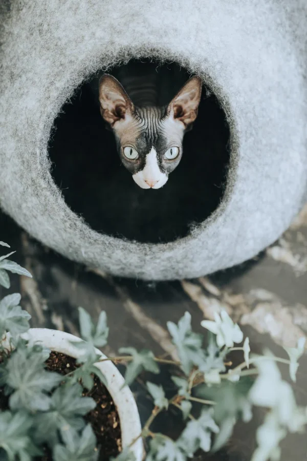 Skyline Cat Cave - Image 4