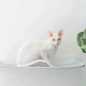 Houdini