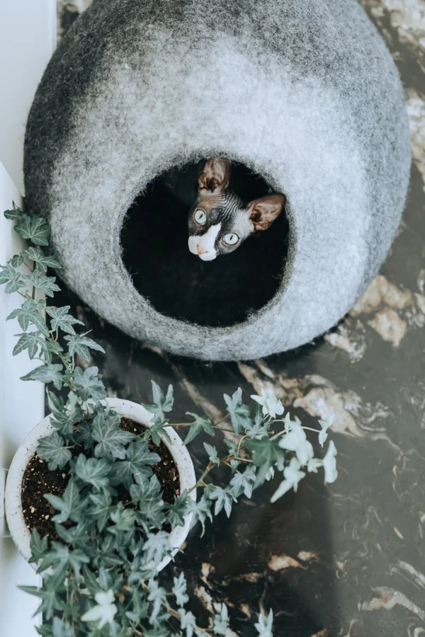 Skyline Cat Cave - Image 2