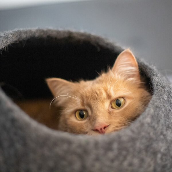 Horizon Cat Cave - Image 11