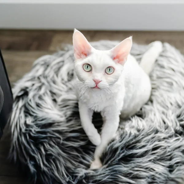 Fluffi Donut - Image 8