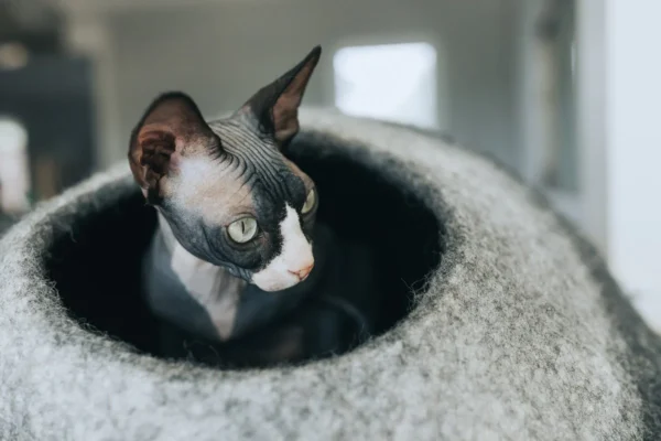 Skyline Cat Cave - Image 3