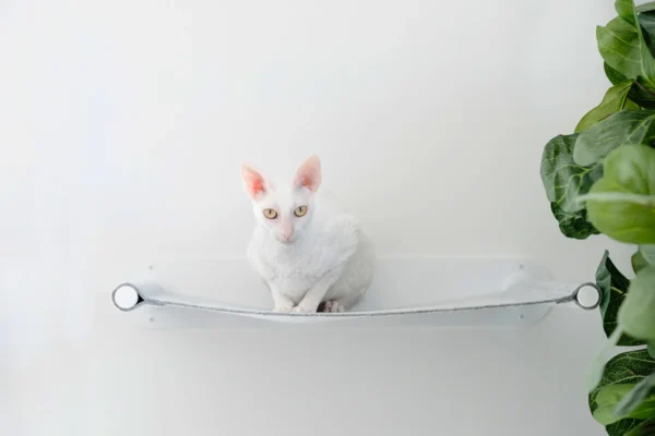 Houdini - Image 3