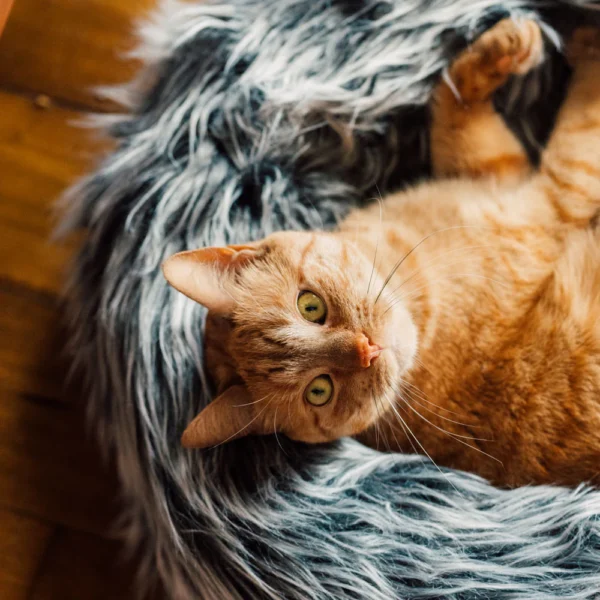 Fluffi Donut - Image 11